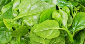 Beneficios de las espinacas para la salud