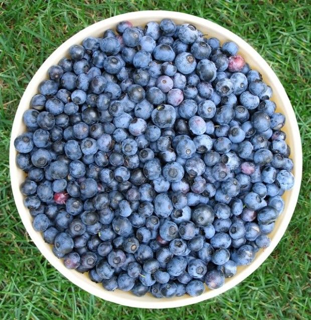 Antioxidantes cada día tomando arándanos