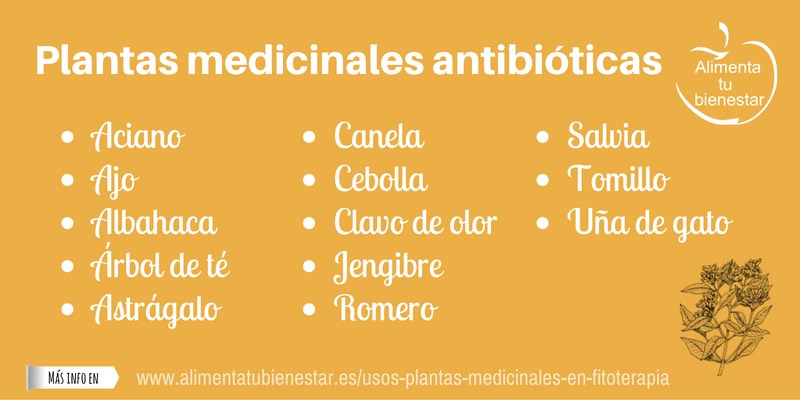 Plantas medicinales antibióticas