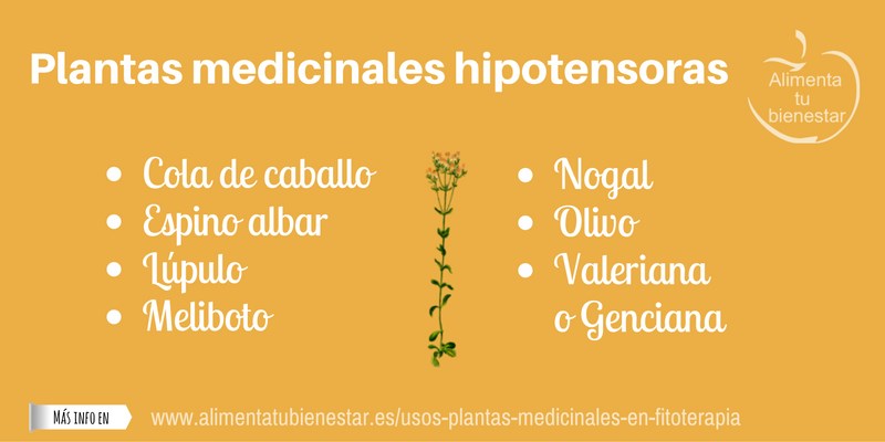 Plantas medicinales hipotensoras